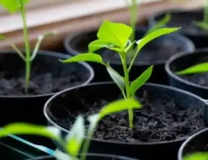 Quand vider le composteur ?