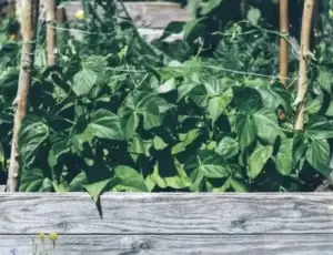 Que mettre dans mon composteur au printemps ?