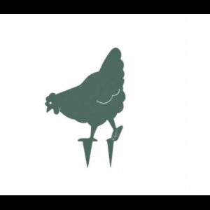 422.jpg Poule Miss Chabo