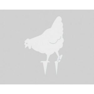 426.jpg Poule Miss Chabo