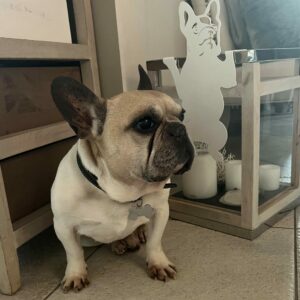 décoration à suspendre bulldog