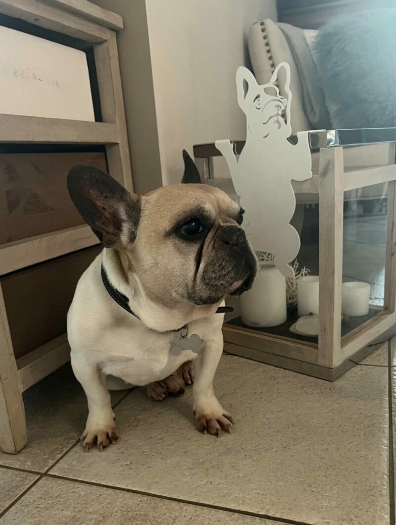 décoration à suspendre bulldog