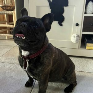 décoration à suspendre bulldog