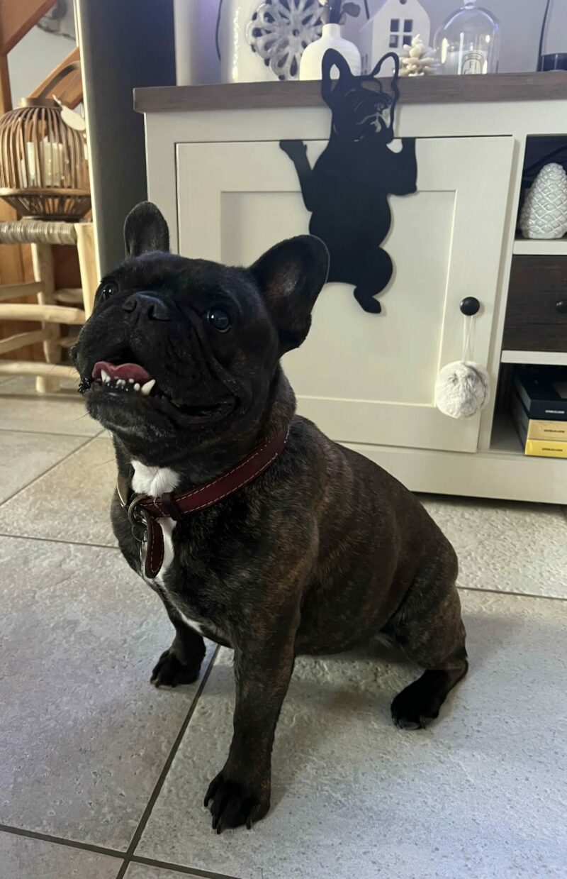 décoration à suspendre bulldog