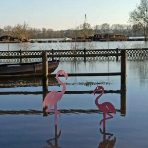 Flamant Rose Lady Pink