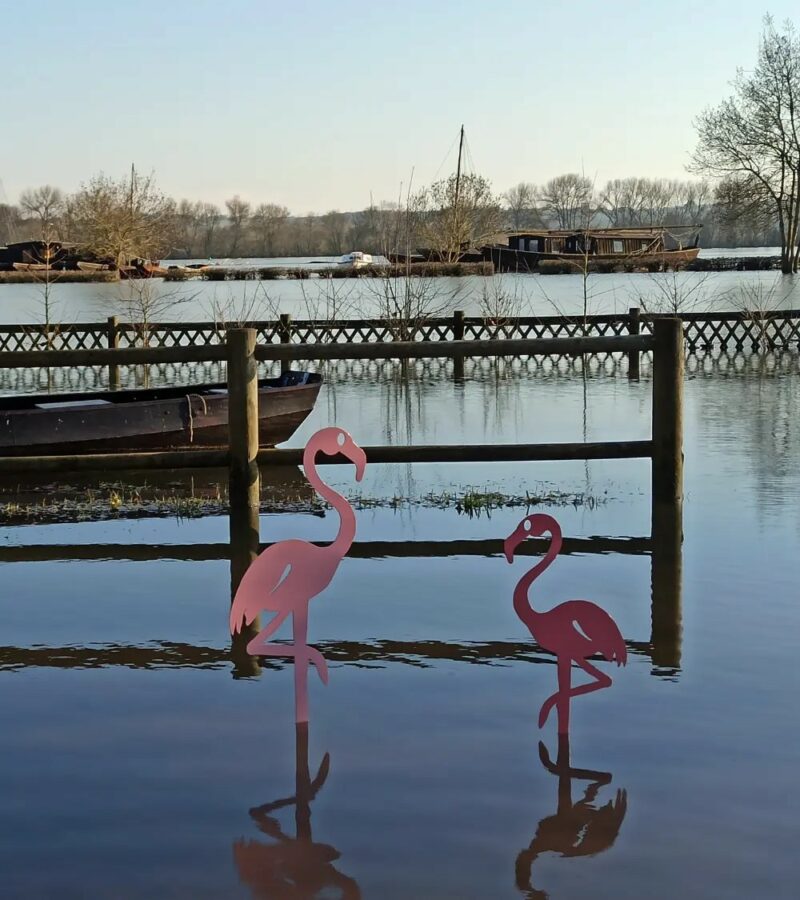 Flamant Rose Lady Pink