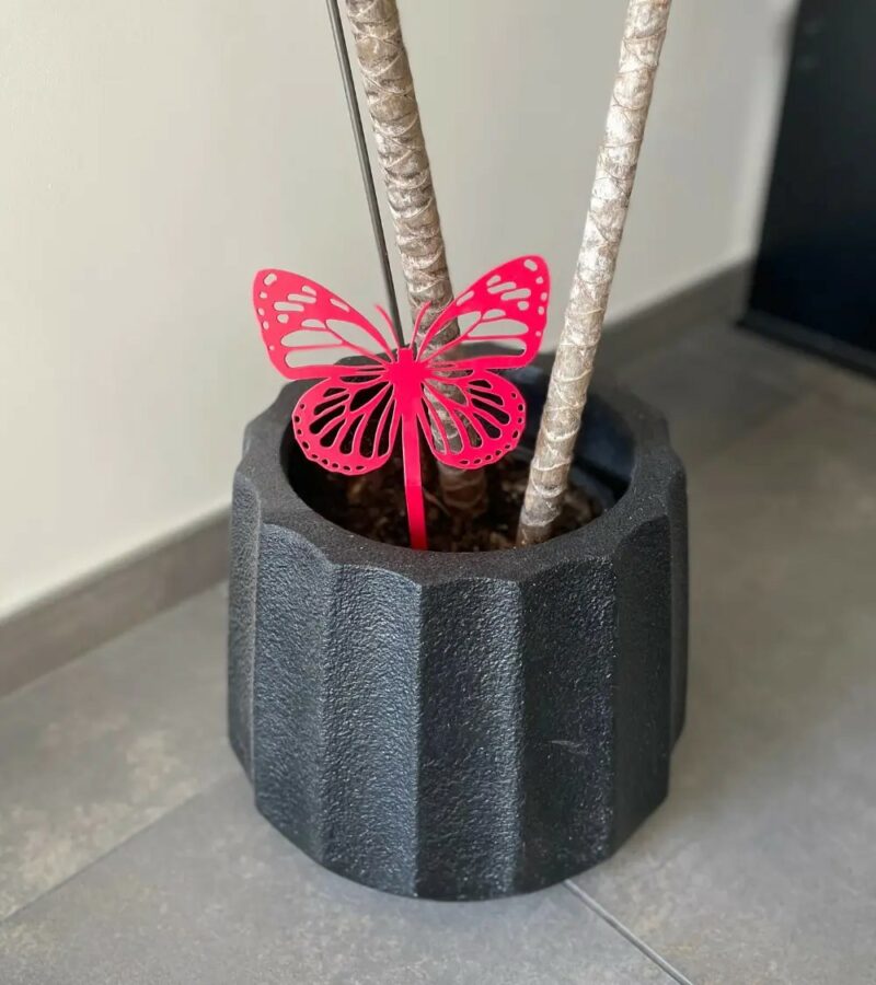 Papillon Amor à planter dans une jardinière